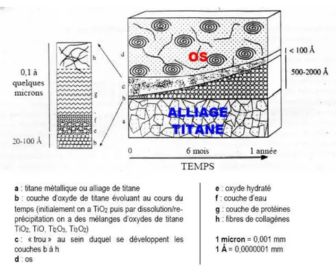 Figure I.28 : Evolution de la couche passivante sur un implant en titane [97]. 