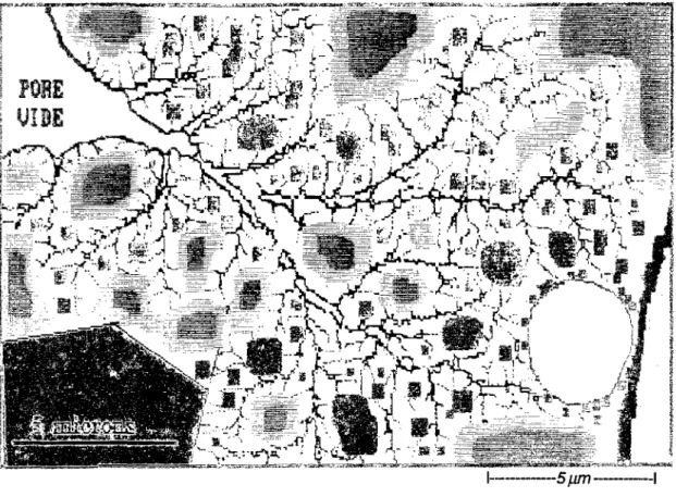 fig. 10.1 à 10.5 : Evolution en fonction du temps de la microstructure d'un  mortier de faible rapport E/C en cours d'hydratation (d'après  VERNET&amp;al., [132])