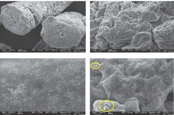 Figure 10.  MEB images of  HK (left)  and HEC graft  PDMDMA (right). Upper row: magnification x 1000; lower row: x5000