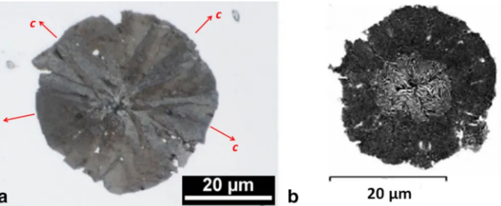 Figure 1. Optical micrograph of a nearly perfect spheroid (a) and of a spheroid showing a perturbed central part (b)