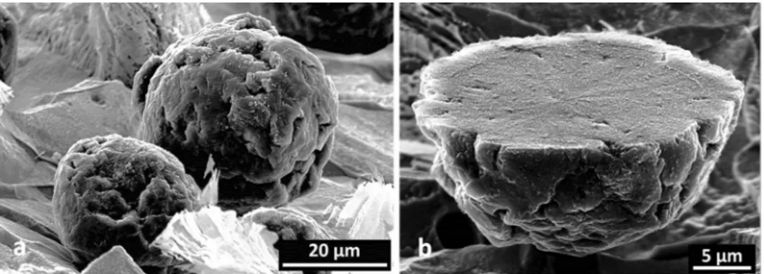 Figure 9 a shows the SEM view of the selected area of the