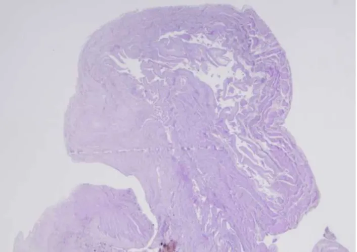 Figure 4 : Image  Vet Diagnostics, 2019) 