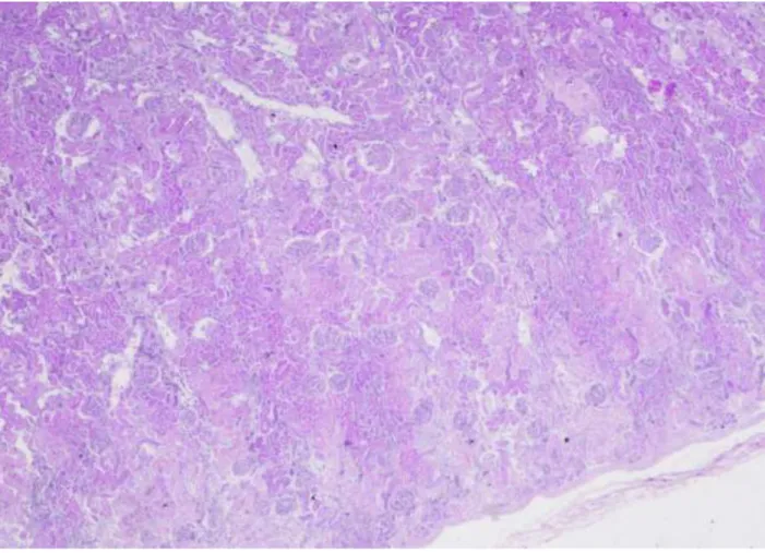 Figure 5 :  r u Vet Diagnostics, 2019) 