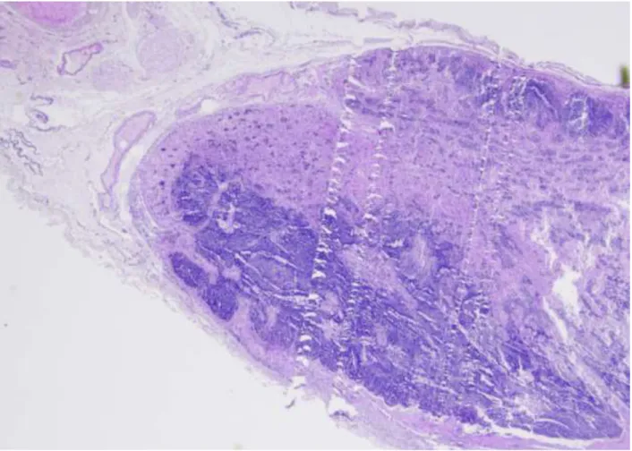 Figure 11 : Artéfact de section sur la  chez un chevreuil (Vet Diagnostics, 