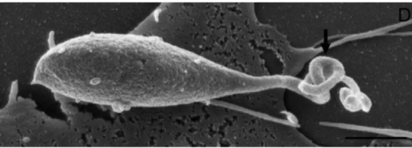 Figure 3 : Image d’un sporozoïte de C. parvum en microscopie électronique à balayage (Borowski et al.,  2010)  