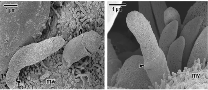 Figure 5 : Images de sporozoïtes de Cryptosporidium spp en microscopie électronique à balayage  (Valigurová et al., 2008) 