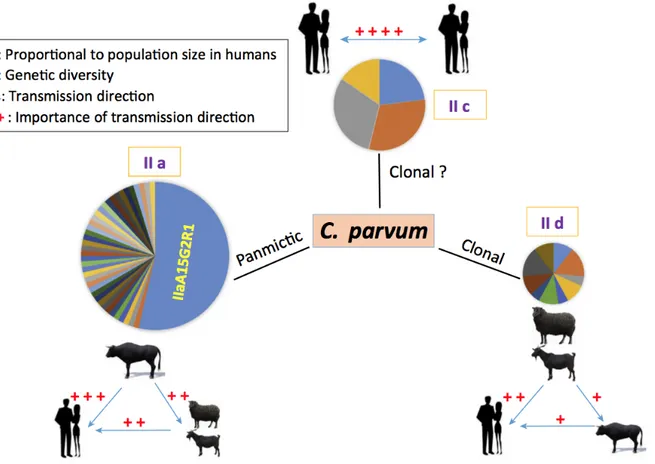 Figure 9 : Transmission des sous-types de C. parvum entre les différents hôtes majeurs (humain, bovin,  caprin, ovin) (Feng et al., 2018)  