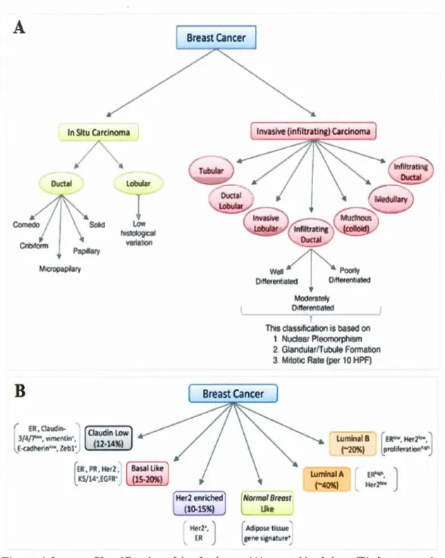 Figure 1.3  Classifications histologiques (A)  et moléculaires (B)  des  types de  cancers du sein (modifié de  (Malhotra et al