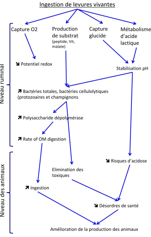 Figure 8 : Modélisation de l'action des levures vivantes, proposé par Jouany (2006) 