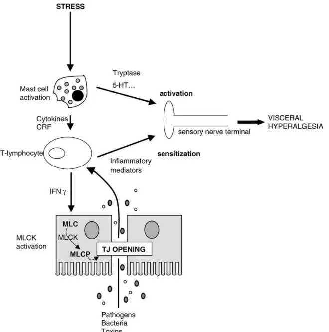 Figure 5 – Possible mechanism by which stress can lead to increased visceral sensitivity through increased intestinal  permeability