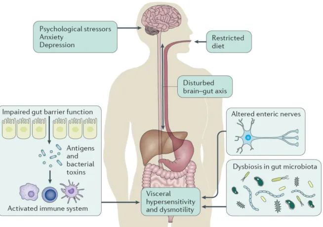 Figure 6 - Possible shared mechanisms generating IBS symptoms in IBS and IBD in remission   (Spiller and Major, 2016) 