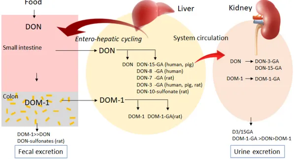 Figure 3 Absorption, metabolism and excretion of DON in human and monogastric animals