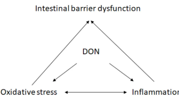 Figure 4 The relationship between DON-induced inflammation, oxidative stress and intestinal 