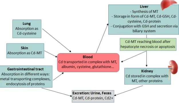 Figure 6 Metabolism, storage and excretion pf Cd in human body (Godt et al. 2006) 