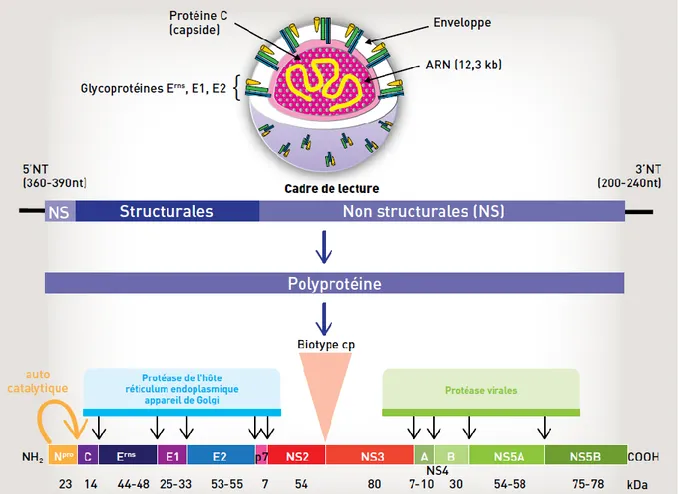 Figure 2 : Organisation du virion de la BVD, de son génome et des protéines virales (Schelcher et al., 2016) 