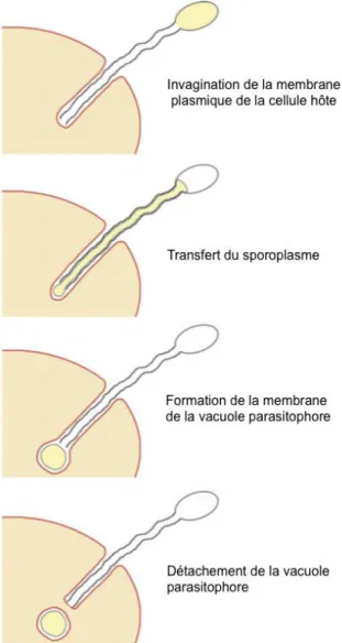 Figure 3: Transfert du sporoplasme lors de l’invasion de la cellule hôte par 