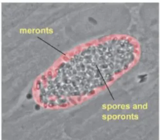 Figure 4 : Vacuole parasitophore comportant des spores et sporontes  d’Encephalitozoon cuniculi et dont la membrane est bordée d’un anneau de 