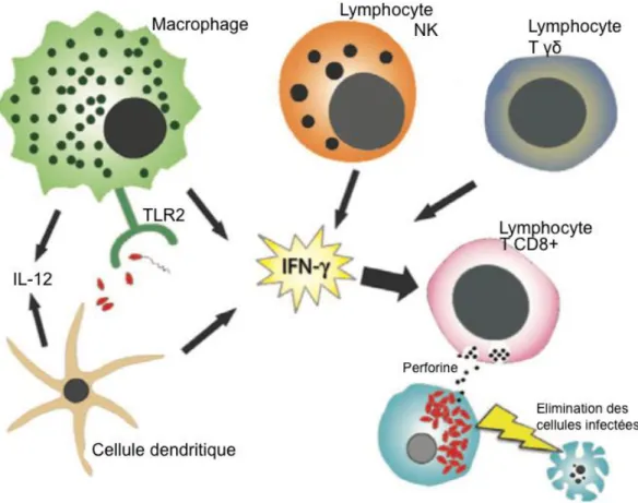 Figure 6: Activation et rôle des lymphocytes T CD8+ dans la réponse  immunitaire contre les microsporidies (D'après Ghosh, Weiss, 2012)