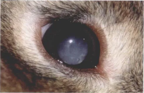 Figure 8 : Cataracte chez un lapin infecté par Encephalitozoon cuniculi  (Harcourt-Brown, Holloway, 2003) 