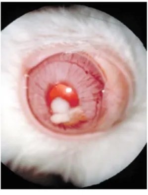 Figure 11 : Lapin présentant une uvéite phacoclastique associée à une  infection par Encephalitozoon cuniculi associée à une hyperhémie 