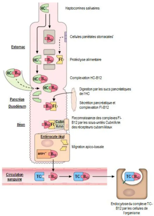 Figure 4 : Absorption alimentaire normale de la B12. * Une infime partie de la sécrétion du FI est assurée 