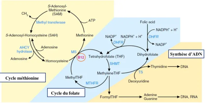 Figure 5 : Voies métaboliques impliquant cobalamine et folate.  Adapté de Green et al