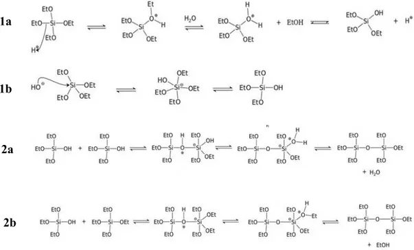 Figure I.16: Reaction mechanisms of the different steps of the sol-gel synthesis of silica from TEOS