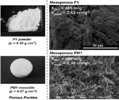 Figure I.28: Visual aspect and SEM micrographs of powdered and monolithic aeropectins obtained by  (White et al, 2010, reproduced with permission from John Wiley &amp; Sons)