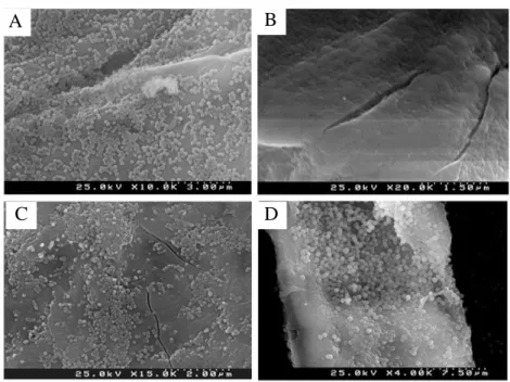 Figure I.30: SEM pictures of cellulose fibers covered with silica nanoparticles (Pinto et al., 2008) obtained  by (A) Layer by layer polyelectrolyte assembly; (B): [NH 4 OH] = 0.06M; (C): [NH 4 OH] = 0.2M and (D) 