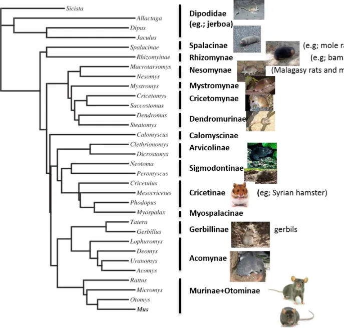 Figure  1  Phylogenetic  tree  representing  the  14  subfamilies  of  the  Muridae  family  and  32  species  of 
