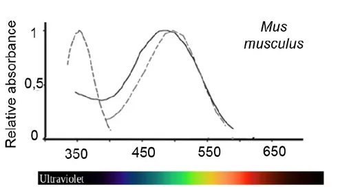 Figure 2 Sensitivity of murine eyes to light of different wavelengths. Modified from (McLennan &amp; Taylor-