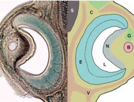 Figure 10 Coronal half-section of the mouse VNO. S: nasal septum, C: cavernous tissue, G: glandular 