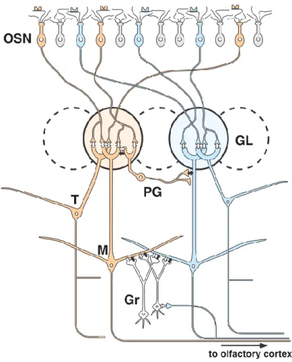 Figure 16 Basic circuit diagram summarizing the synaptic organization of the mammalian MOB
