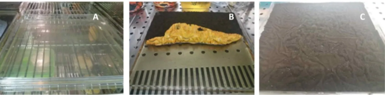 Fig. 7.  A.  tubingensis  morphologies  under  different  oxidative  stress  in  bioassay  plate  at  pH  5  and  28°C  during  9  days,  static conditions