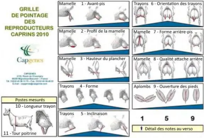 Figure 2. Grille de pointage des reproducteurs caprins (Capgènes). 1 – Forme de l’avant-pis (AVP), 2- Profil de la mamelle  (PRM), 3-Hauteur du plancher (PLA), 4-Forme du trayon, 5  – Inclinaison des trayons, 6 – Orientation des trayons (ORT), 7 – Forme de