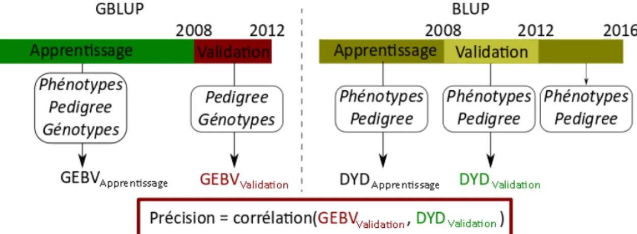 Figure 6. Principe de la validation croisée (forward validation) utilisée pour les évaluations génomiques caprines mises en  œuvre dans la thèse