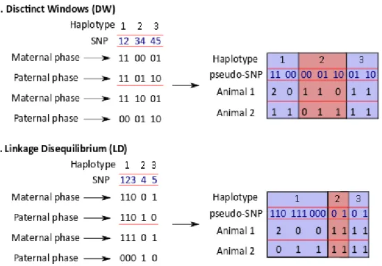 Figure 26. Conversion des haplotypes en pseudo-SNPs selon les méthodes DW (a) et LD (b) 