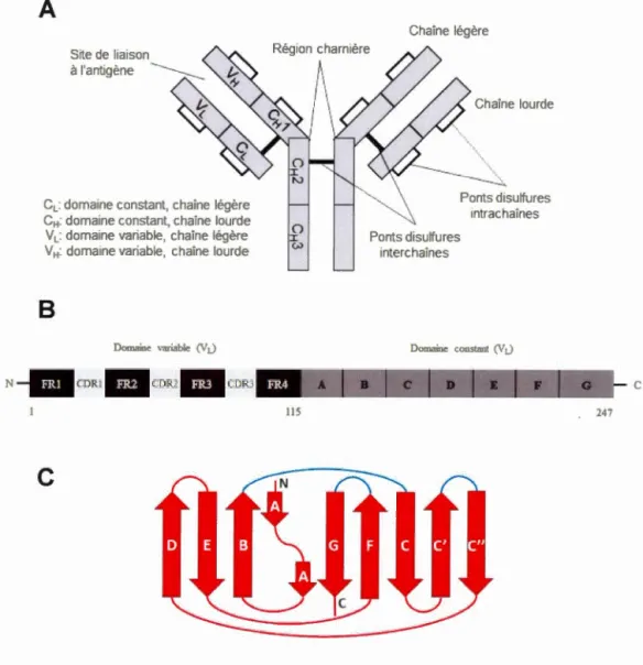 Figure 1.6  Représentation  schématique  de la  structure  de  l ' anticorps (A),  des 