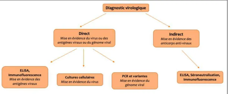 Figure 11. Méthodes d'identification des virus (schéma personnel) 