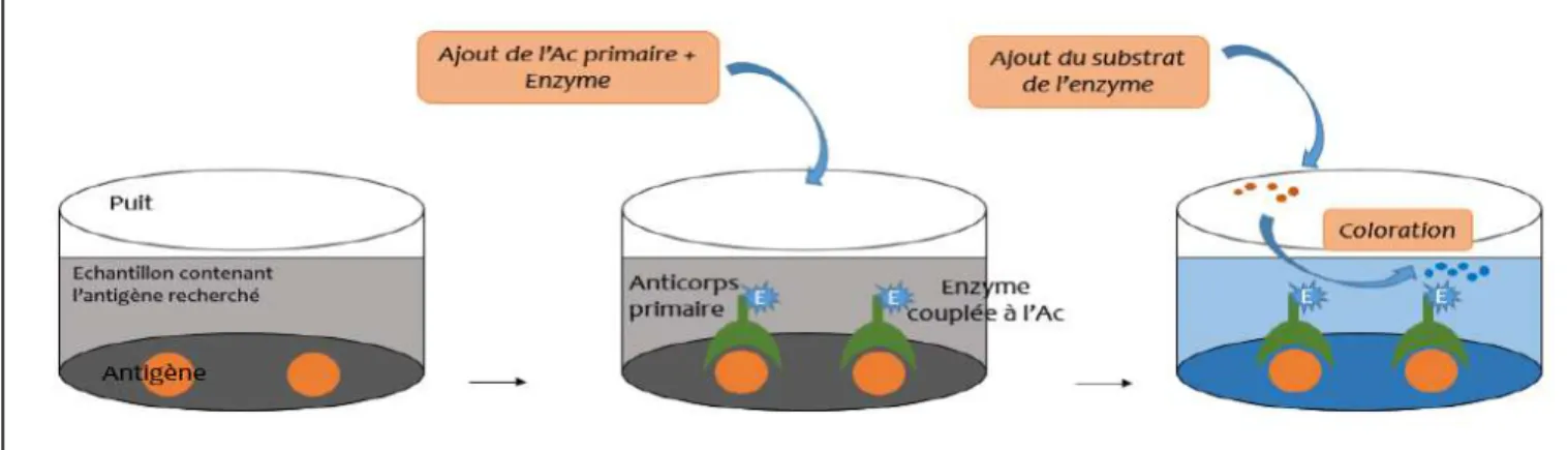 Figure 14. Principe de l'ELISA direct (schéma personnel) 