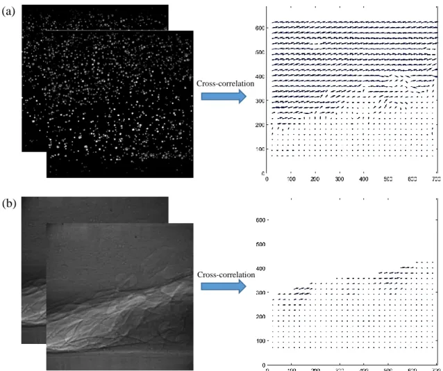 Figure 3.8. Instantaneous velocity vector field evaluated from an image pair, (a) liquid phase;  (b) vapour phase