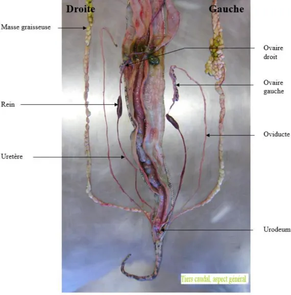 Figure 5.  Dissection du tiers caudal du corps d’une femelle Morelia spilota (Source : D r  Julien Goin)