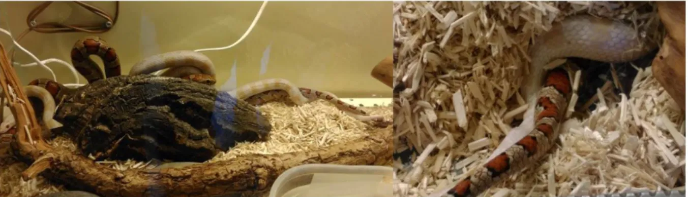 Figure 7.  Parade nuptiale chez des Pantherophis guttatus : le mâle (phase Snow) serpente sur la  femelle (phase Miami) et leur queue s’enroulent afin que les cloaques s’apposent (Photographies 