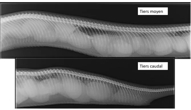 Figure 14.  Radiographies de la cavité cœlomique d’une femelle Boa constrictor présentant une  rétention fœtale (Source : D r  Julien Goin)