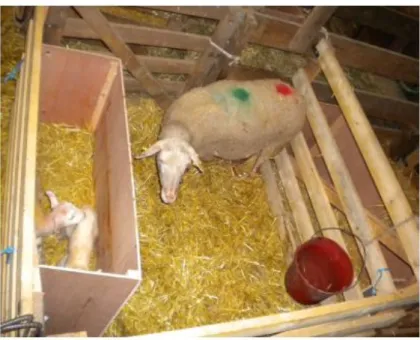 Figure 3 : Photo d'une case d'agnelage montrant l’espace aménagé pour isoler les agneaux (issue de Jacquet et  Rousset, 2013) 