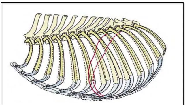 Figure	7	:	Schéma	d'une	vue	latérale	du	thorax	avec	silhouette	diaphragmatique	(en	rouge)	 d'un	chien	en	inspiration	(pointillés)	et	expiration	(trait	plein)	 (D YCE	ET	AL .,	2010) 	