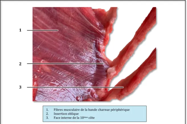 Figure	13	:	Insertion	des	fibres	musculaires	de	la	bande	charnue	périphérique	sur	la	face	interne	 de	la	cage	thoracique	d'un	chat	