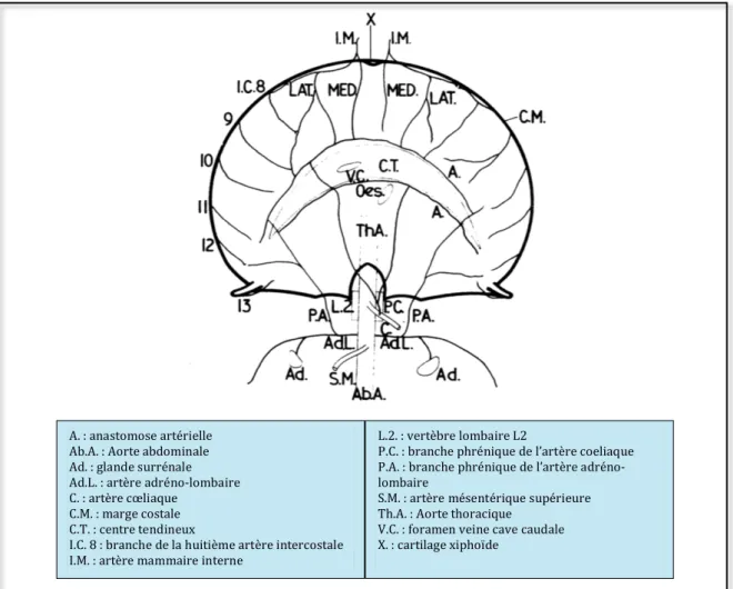 Figure	18	:	Schéma	du	réseau	artériel	du	diaphragme	du	chat	en	vue	crâniale	 (BISCOE 	 ET 	 AL.,	1963)A.	:	anastomose	artérielle	Ab.A.	:	Aorte	abdominale	Ad.	:	glande	surrénale	Ad.L.	:	artère	adréno-lombaire	C.	:	artère	cœliaque		C.M.	:	marge	costale		C.T.