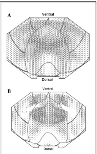 Figure	27	:	Modélisation	de	l’amplitude	relative	et	de	la	direction	des	vecteurs	de	tension	sur	la	 surface	diaphragmatique	lors	de	respiration	spontanée	 (B ORIEK	ET	AL .,	2005) 	