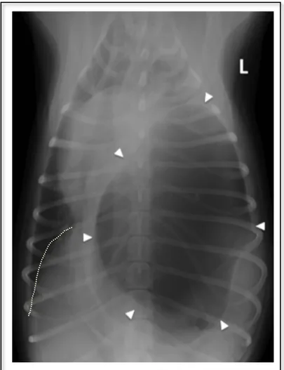 Figure	32	:	Radiographie	thoracique	de	face	d'un	chien	Cavalier	King	Charles	mâle	entier	de	10	 semaines	atteint	d’hernie	pleuro-péritonéale	au	niveau	du	pilier	gauche	 (ROSSANESE	ET	AL.,	2018)	